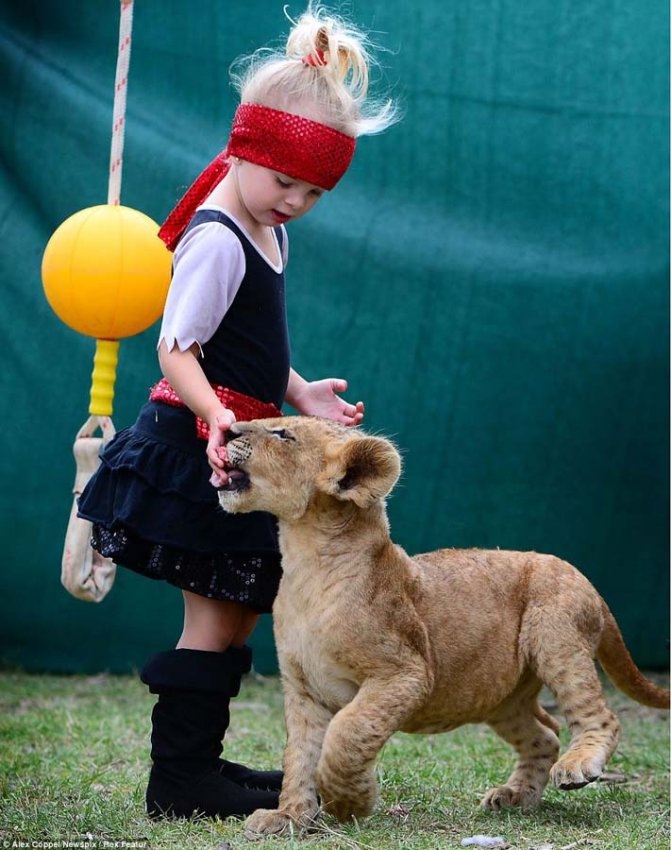 Маленький циркач и его питомец – львенок Цимби