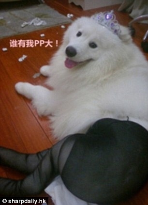 Новое увлечение китайцев наряжать собак в колготки...