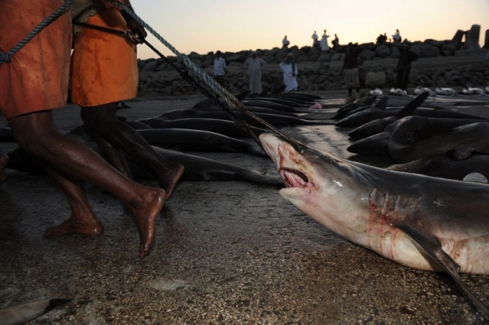 Торговля акулами Аравийского моря