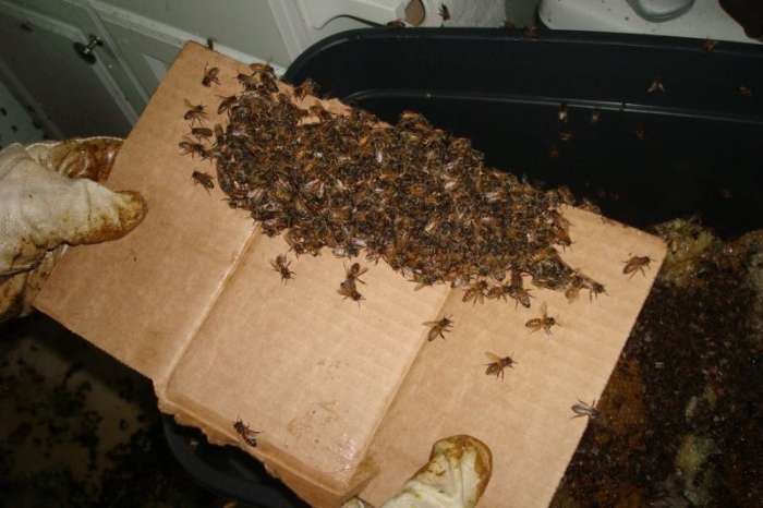 Если на чердаке дома поселились пчелы