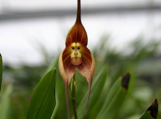 Обезьянья орхидея