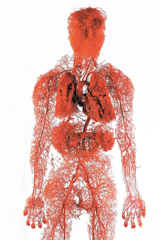Как создают точную модель кровеносной системы человека