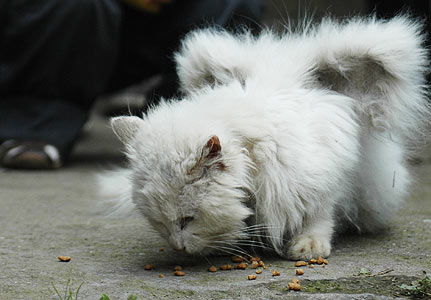 Кошки с крыльями Кошки с крыльями