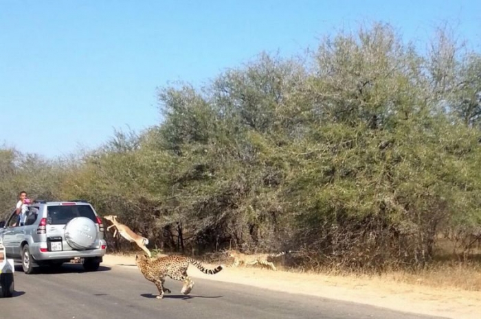 Антилопа запрыгнула в авто туристов, убегая от гепарда