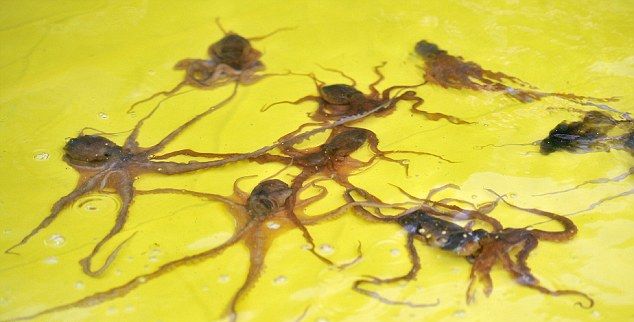Поедание живых осьминогов 