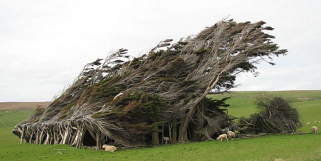 Необычные деревья Новой Зеландии
