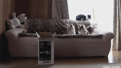 Коты в коробках