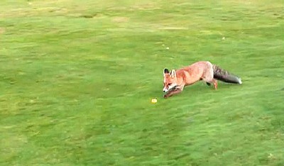 Лиса ворует мячик для гольфа в Швейцарии