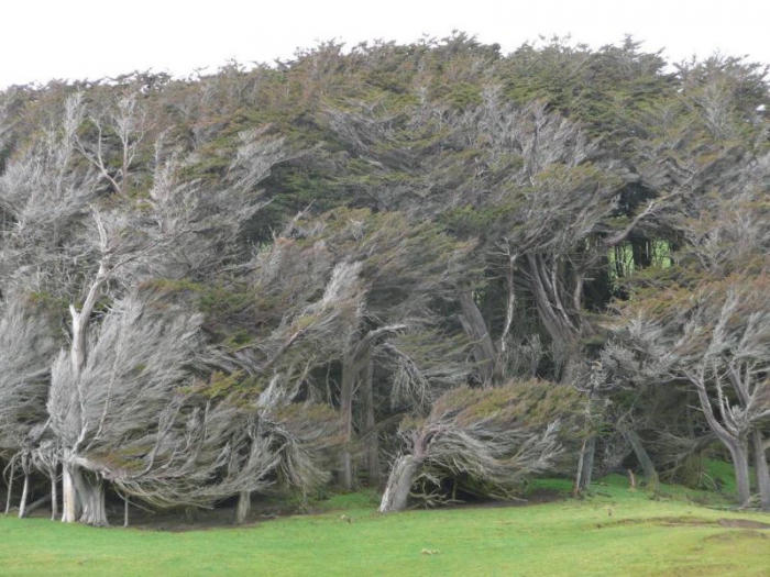 Необычные деревья Новой Зеландии