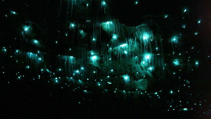 Звездное небо пещеры Уэйтомо Глоуворм