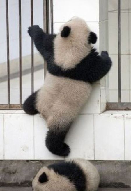 Неудачная попытка панды