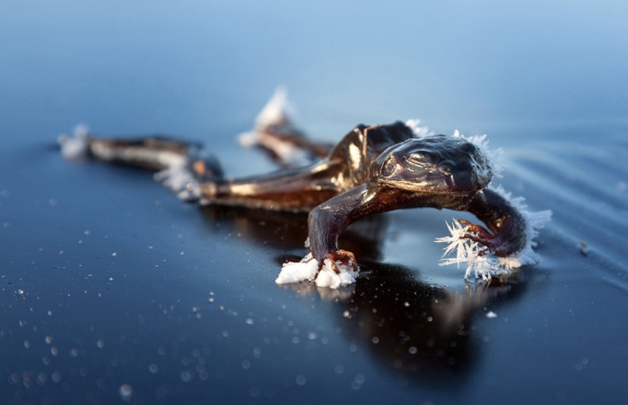  National Geographic Photo Contest 2013