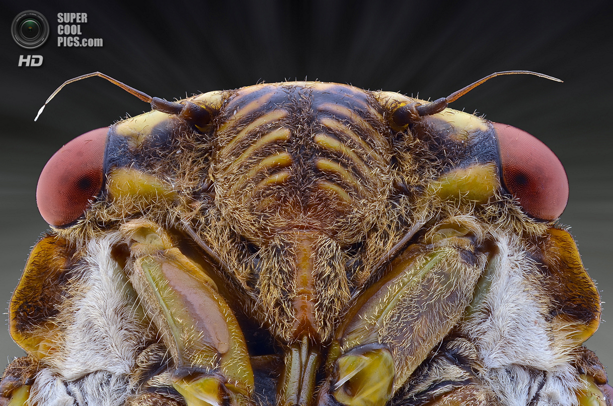 Сложные насекомые. У насекомых сложные. Close-up on insects: a photographer's Guide купить.