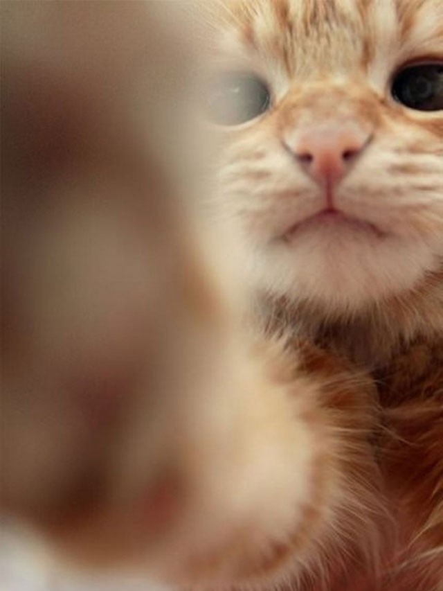 Коты и их селфи снимки