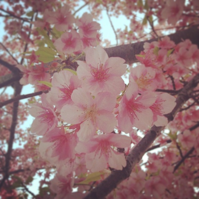Как цветет сакура фото. Цветение Сакуры. Фото цветущей Сакуры. Японская вишня цветение. Цветение чудеса.