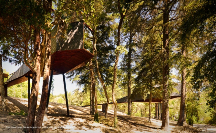   Tree Snake Houses