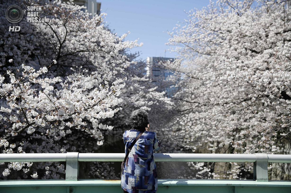 Ни разу не цвели. Ханами праздник цветения Сакуры. Ханами в Японии. Любование сакурой. Любование цветущей сливой в Японии.