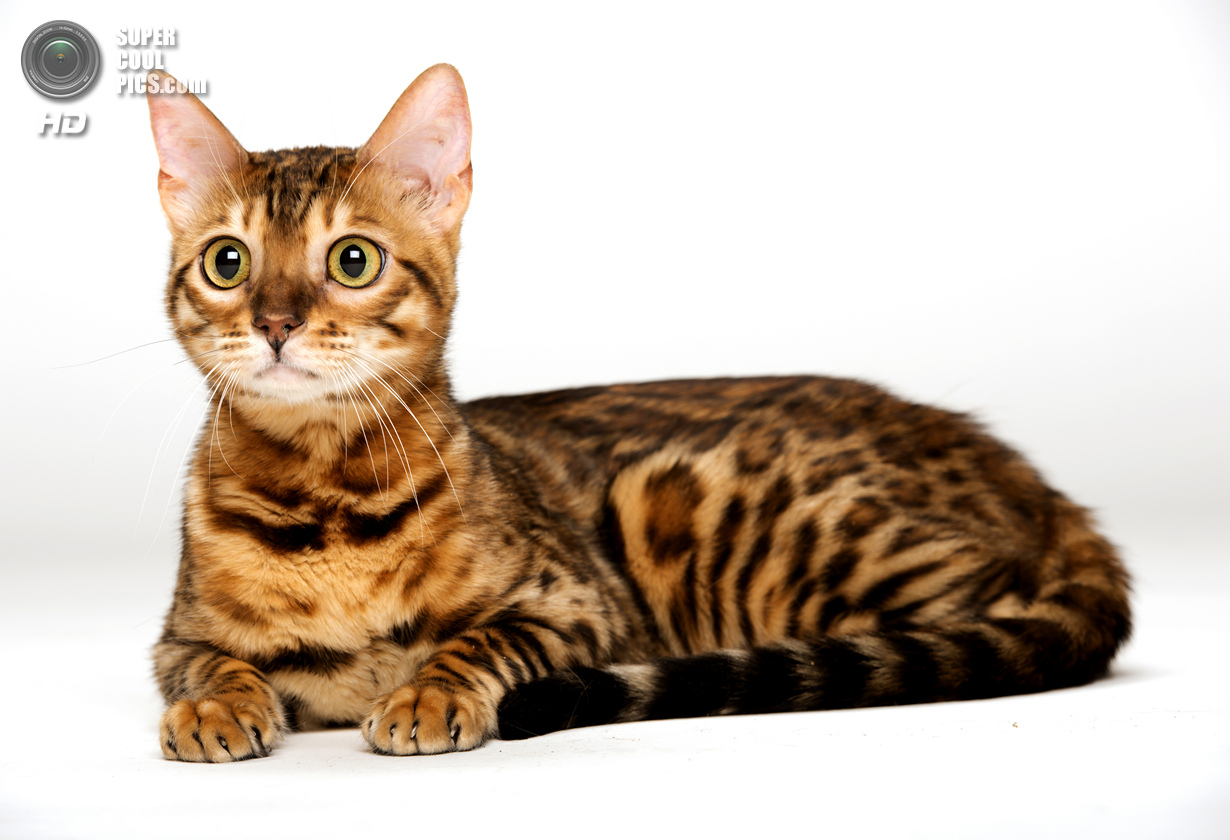Особенности бенгальской породы. Бенгальская кошка. Бенгальская короткошерстная кошка. Тойгер. Бенгалы черепаховые.