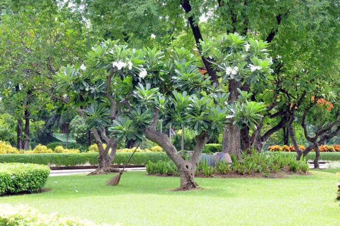 Lumphini Park  