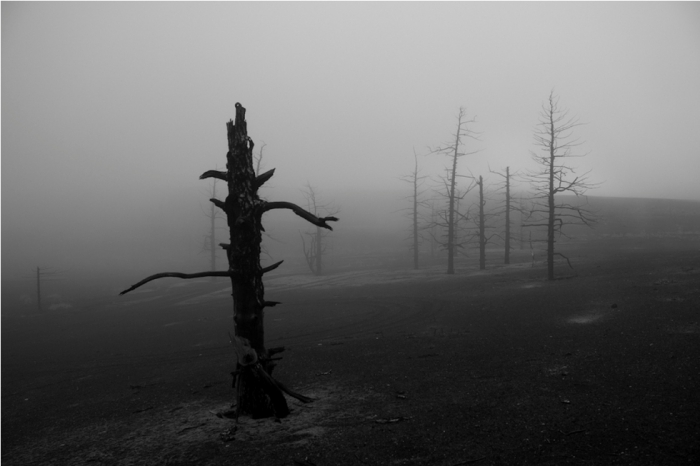 Мертвый лес на Камчатке