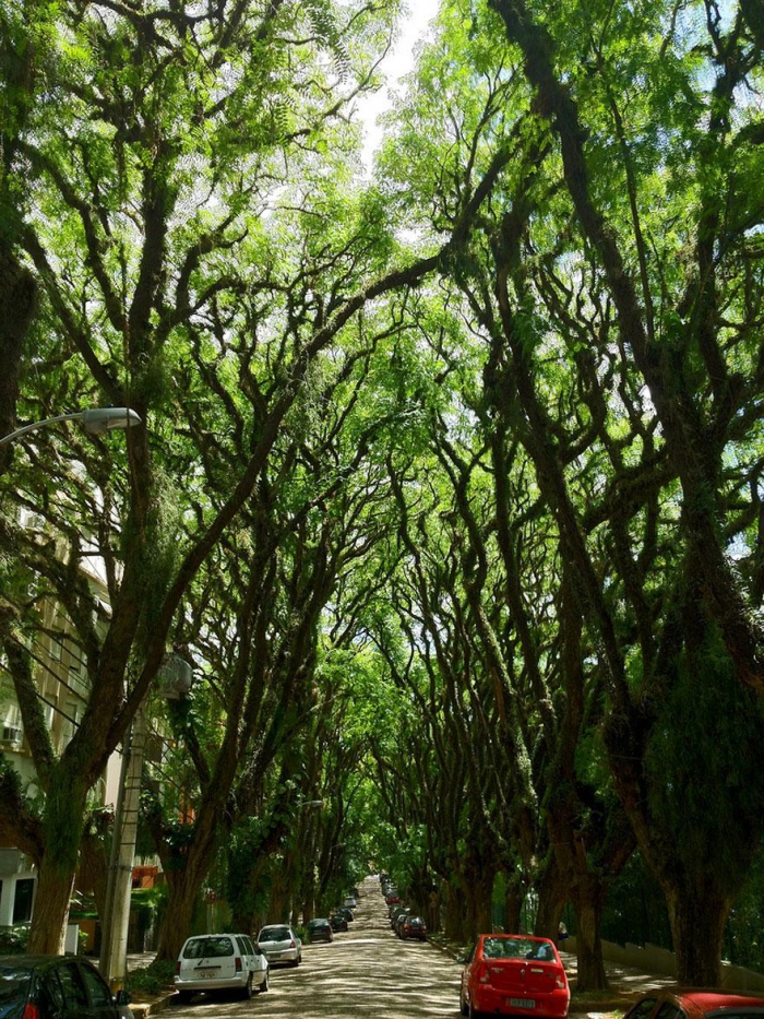 Невероятные туннели из деревьев