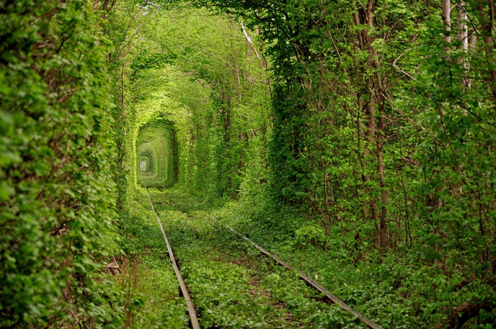 Невероятные туннели из деревьев