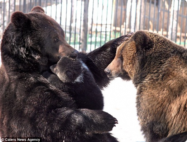 Заботливый медведь