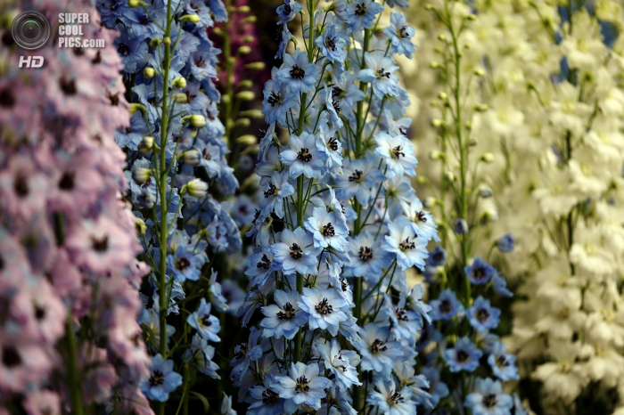 Chelsea Flower Show 2014