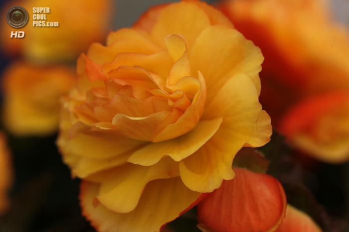 Chelsea Flower Show 2014