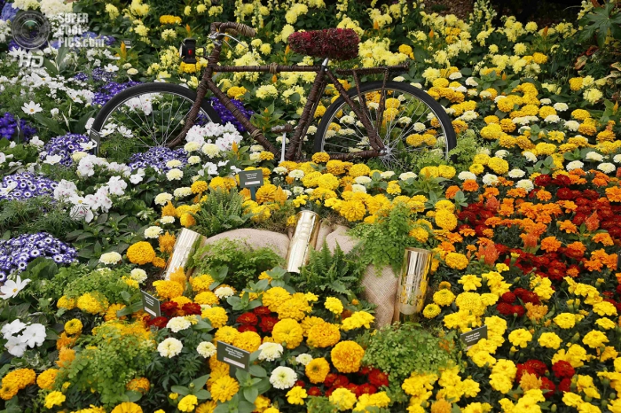 Chelsea Flower Show 2014