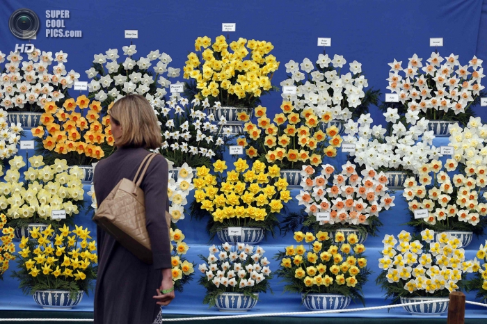 Chelsea Flower Show 2014