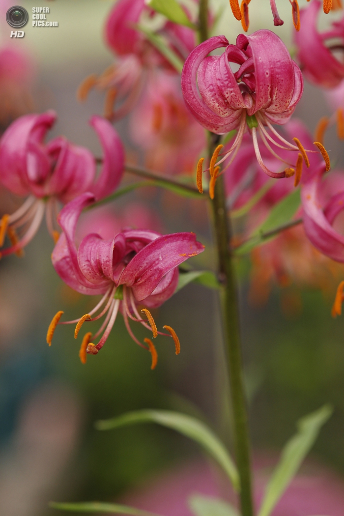 Chelsea Flower Show 2014