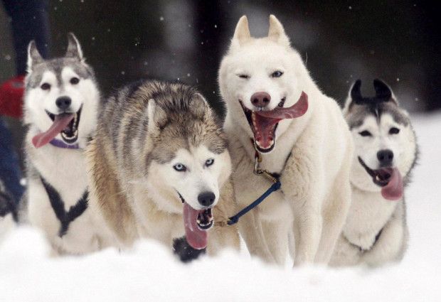 Идеальные арктические собаки