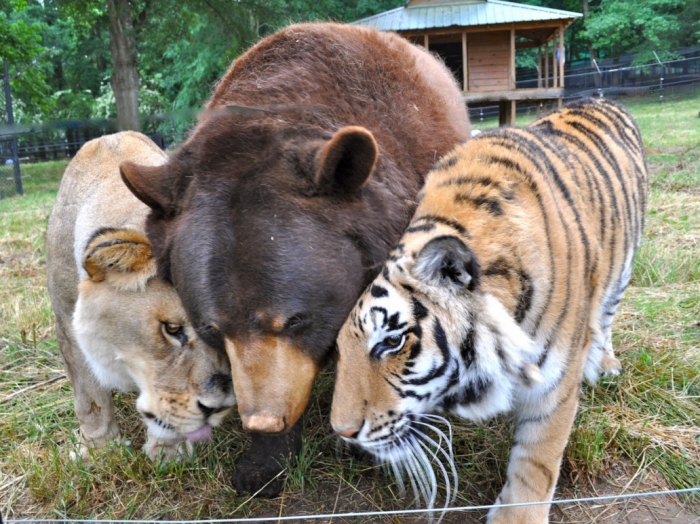 Дружба медведя, лева и тигра