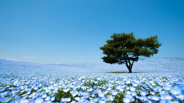 голубые поля в Хитати