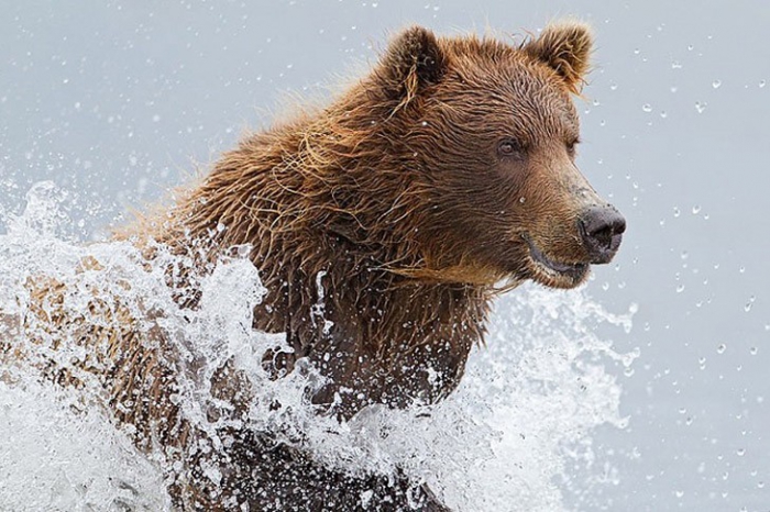 Жизнь медведей на севере