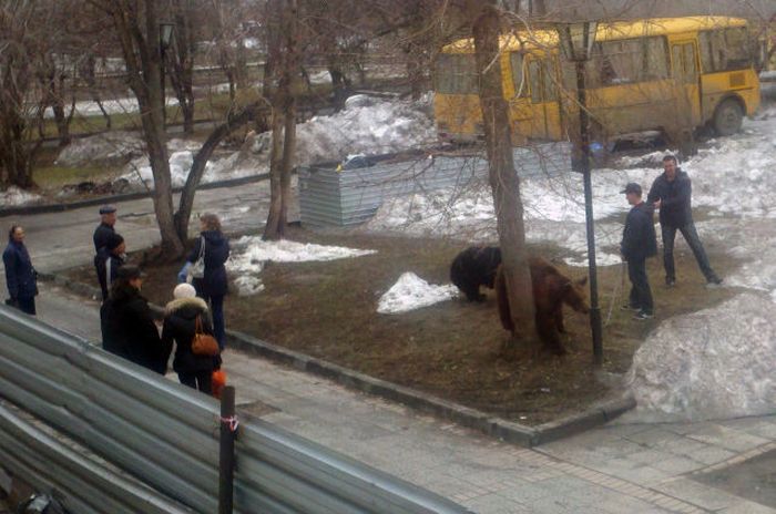 Медведи на улицах Российских городов