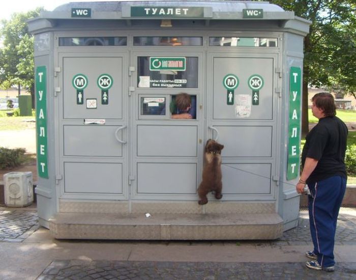 Медведи на улицах Российских городов