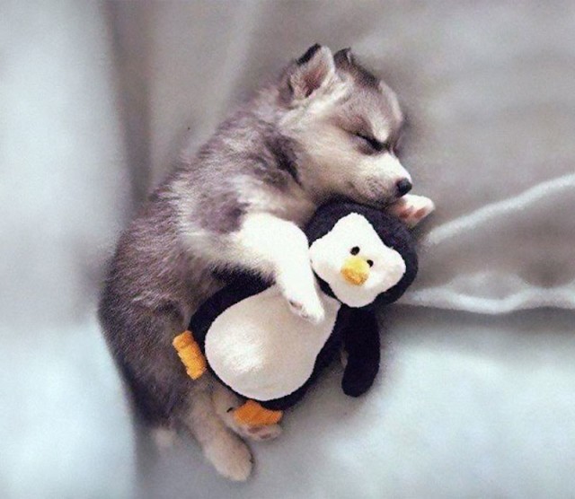 Спящие животные с игрушка