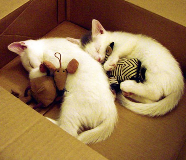 Спящие животные с игрушка