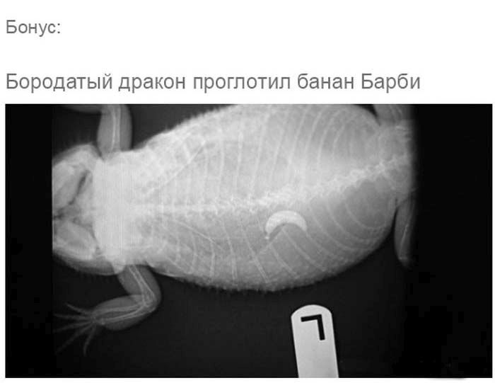 Собака съела носок. Рентгеновские снимки животных съевших невероятные вещи. Рентгеновский снимок мыши. Собака проглотила носок.