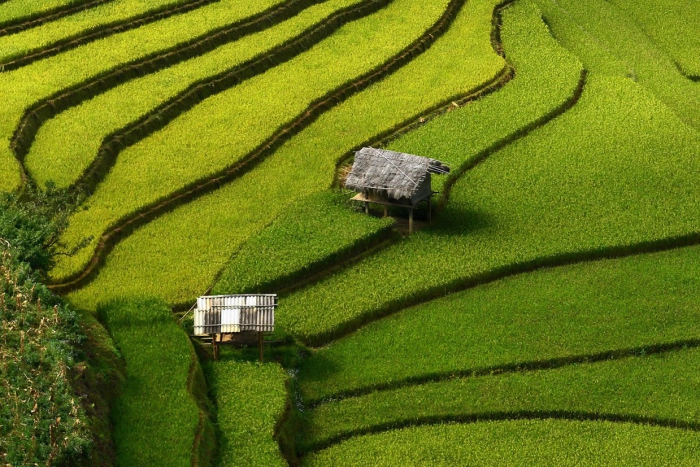 рисовые террасы Вьетнама