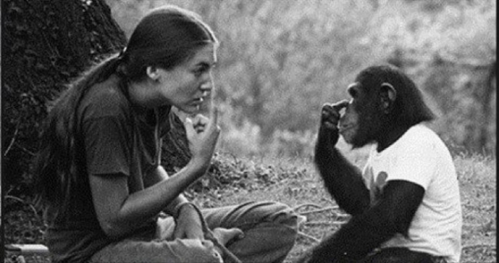 История шимпанзе Вашо 