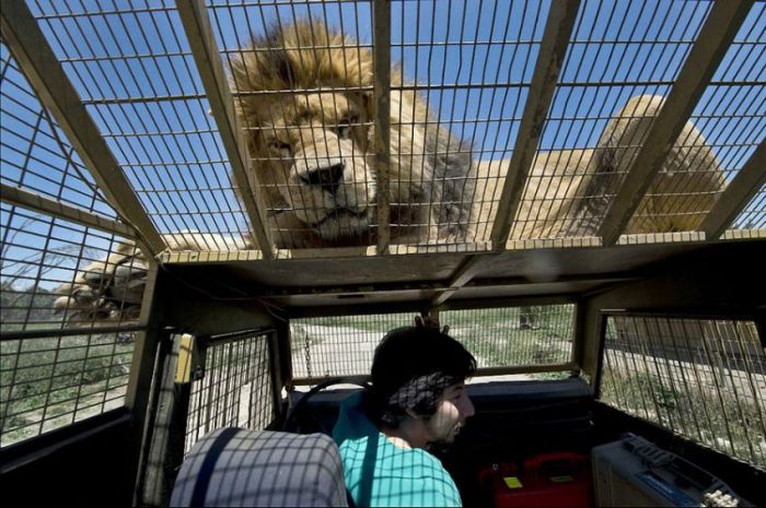 Safari Lion Zoo 