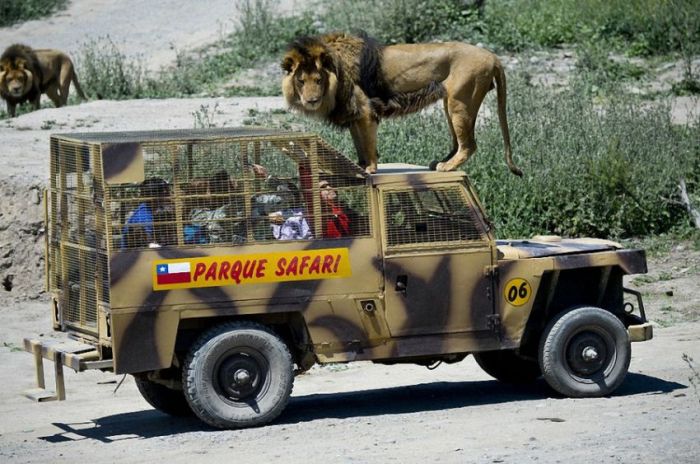 Safari Lion Zoo 