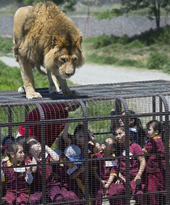 Safari Lion Zoo 