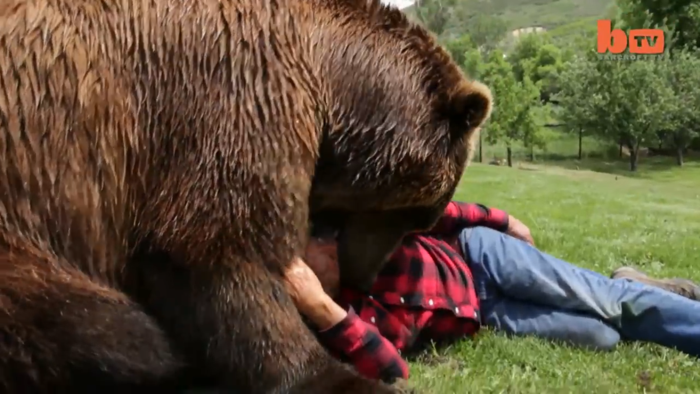 Видео собака привела медведей. Медведь хозяин. Домашний медведь. Медведь Гризли с хозяином. Домашний медведь с хозяином.