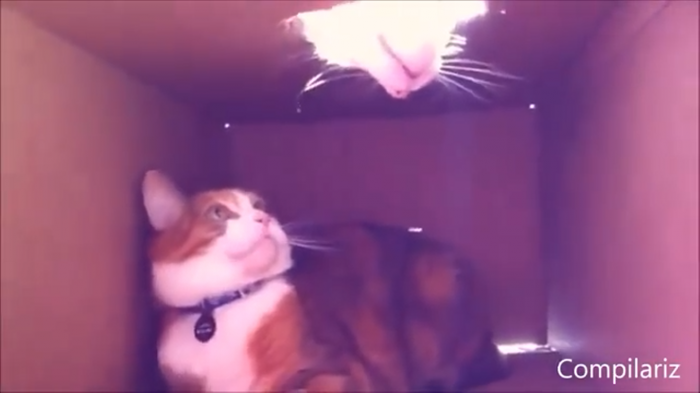     ,  