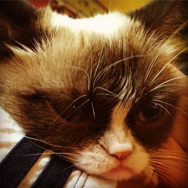 Grumpy Cat -   100 