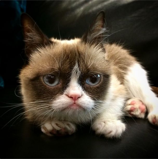 Grumpy Cat -   100 